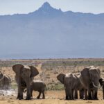 Kenya_Elephants